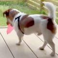 水風船をもらった犬→…