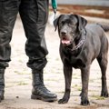 犬に「タテ」を教え…