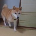 お兄ちゃんの宿題を…