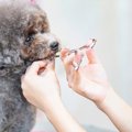 犬のトリミングで使…