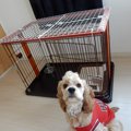 愛犬が留守番中にケ…