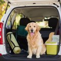 愛犬と車中泊すると…