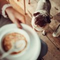 犬だって猫舌？！熱…