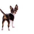 犬のしっぽは骨折す…