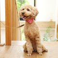 犬中心の生活になり…
