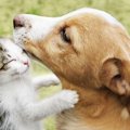 犬が好きだけど猫も…