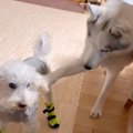 格好いいハスキー犬→…
