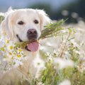 ぽかぽか♡春を愛犬と…