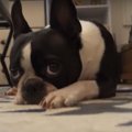 歯磨きしたくないな…