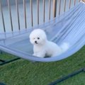 生まれて初めて『ハ…