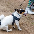 犬が飼い主に『嫌だ…