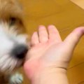 『おて』と犬たちに…