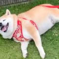 お出かけをする犬→途…