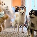 60分間『犬4匹にお留…