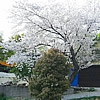 愛犬と行くドッグカ…