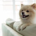 犬の目がキラキラす…