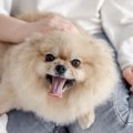 犬が人によって態度…