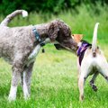犬同士がする『愛情…