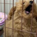 子犬に『はじめての…