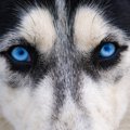 『青い目を持つ犬種…