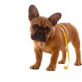 犬が糖尿病になって…