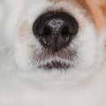 犬の『ヒゲ』にやっ…