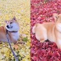 【話題】黄色と赤ど…