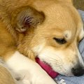 大好きなお兄ちゃん…
