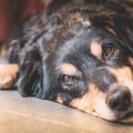 微動だにしない…犬が…