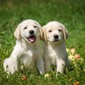 犬につけてはいけな…