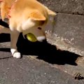 夜、ボールを咥えて…