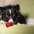 犬のおやつの量はど…