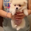 ポメラニアンの愛く…