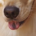 犬の舌に味覚はある…