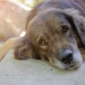 犬の白血病とは 病気…