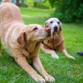 犬が『体をグーンと…