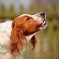 犬の『鳴き声』から…