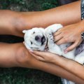 犬の『皮膚』で体調…