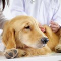 犬からいつもと違う…