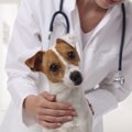 メス犬は要注意！最…