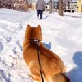犬を可愛がってくれ…