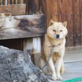 犬を外で飼うと寿命…