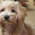 初体験！「愛犬と話…