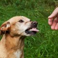 犬が『人を好き嫌い…