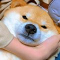 犬に『格下認定され…