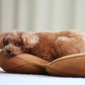 犬が『赤ちゃん返り…
