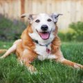 高齢犬の飼い主と獣…