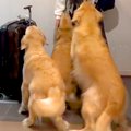 2週間海外に行ってい…