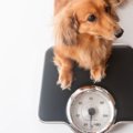 犬をすぐ太らせてし…
