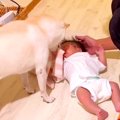 犬の前で赤ちゃんが…